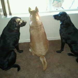 Meet your Posher, Richard